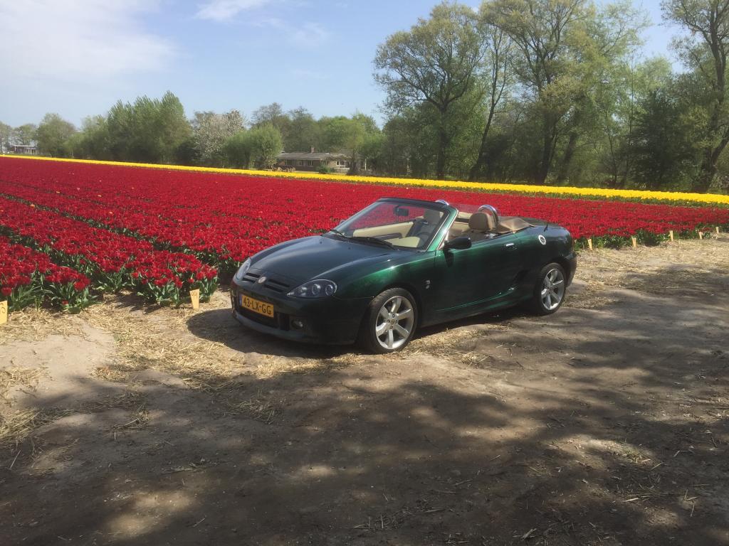 My MG TF this week in The Netherlands